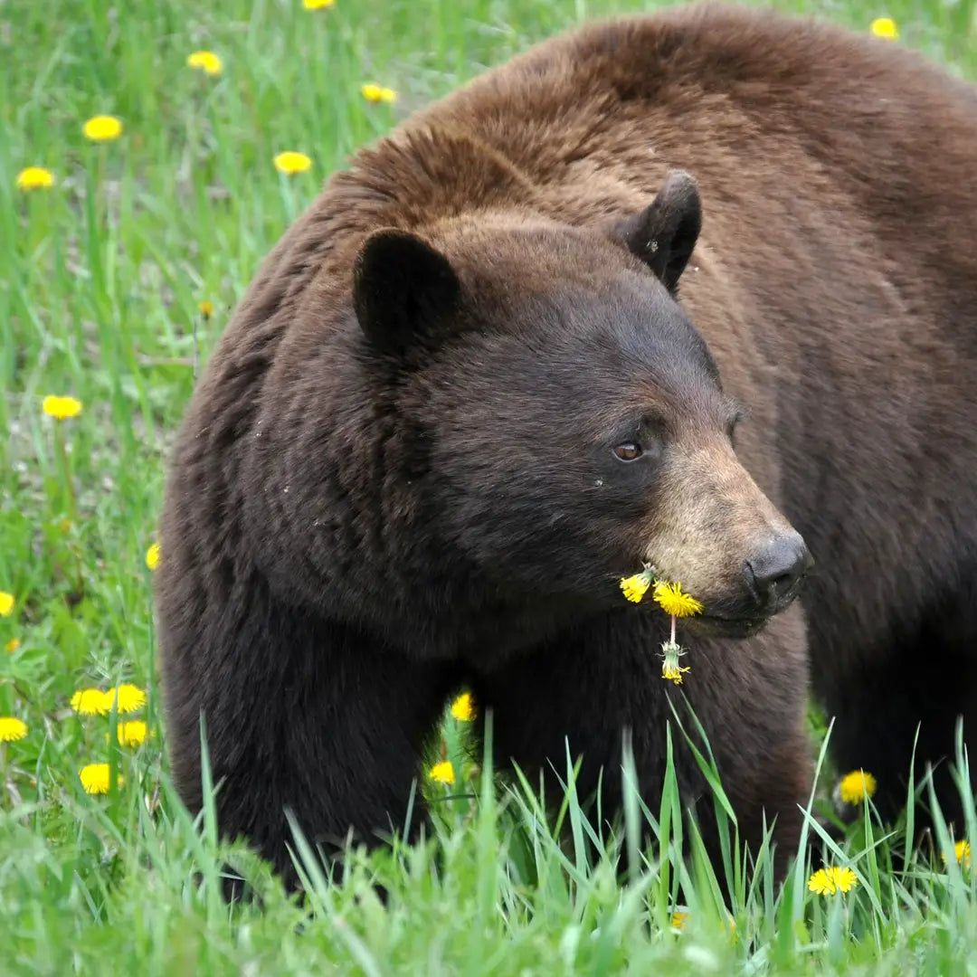 Yellowstone Bear Safety Ultimate Guide: How to Properly Use Bear Spray and Wilderness Self-Defense