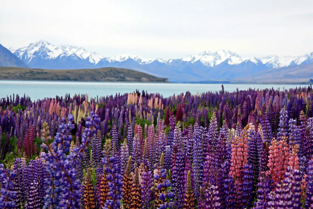 Best Family-Friendly Destinations in New Zealand (with Private Charter Options)