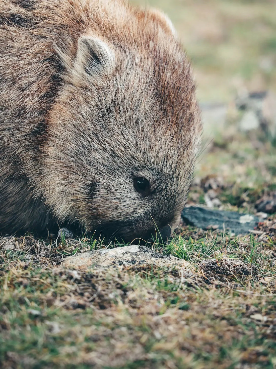 Best Places to Visit in Tasmania – Your Ultimate Travel Guide