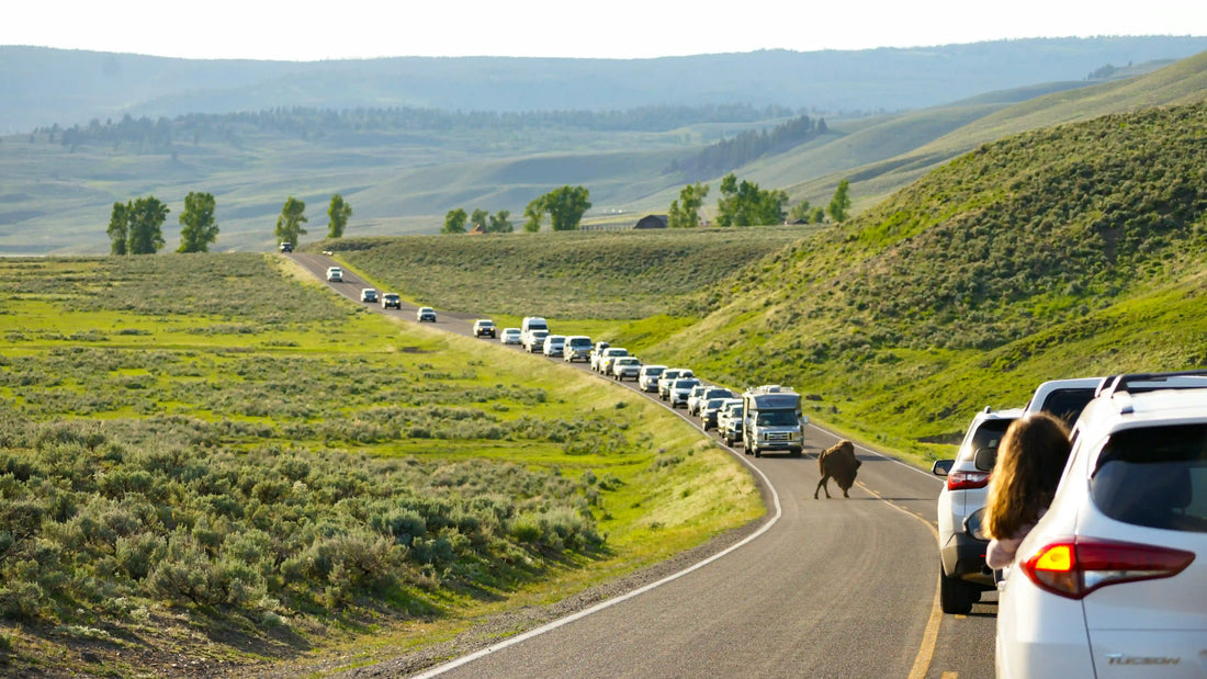Yellowstone Road Trip: The Ultimate Adventure Through America’s First National Park