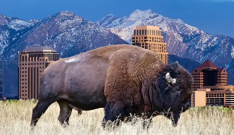 Is Driving from Salt Lake City to Yellowstone a Good Idea? You Should Know!