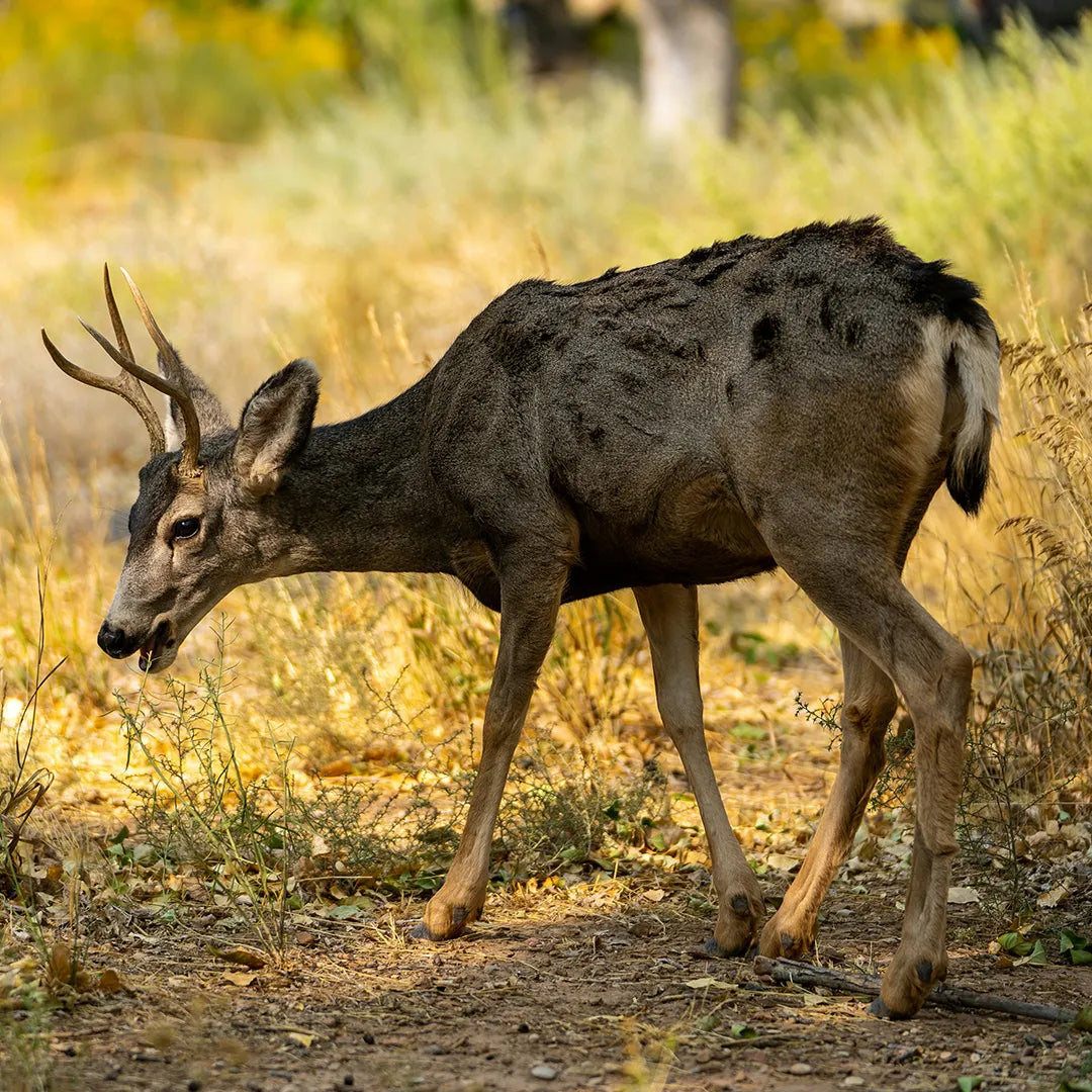 4-Day Western U.S. 5 National Parks | Grand Canyon, Zion, Bryce & More