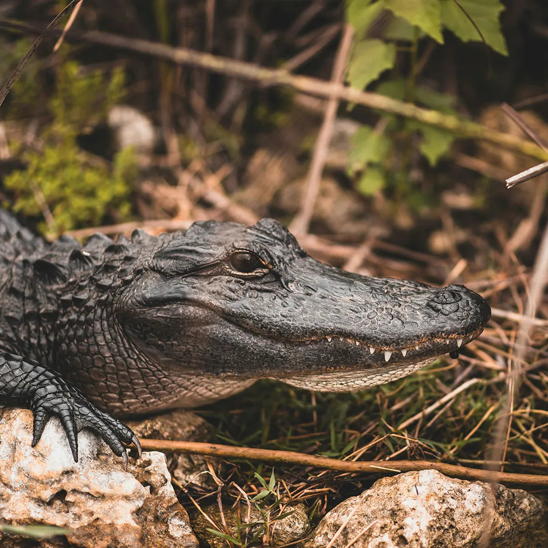 Miami City & Everglades National Park Day Tour