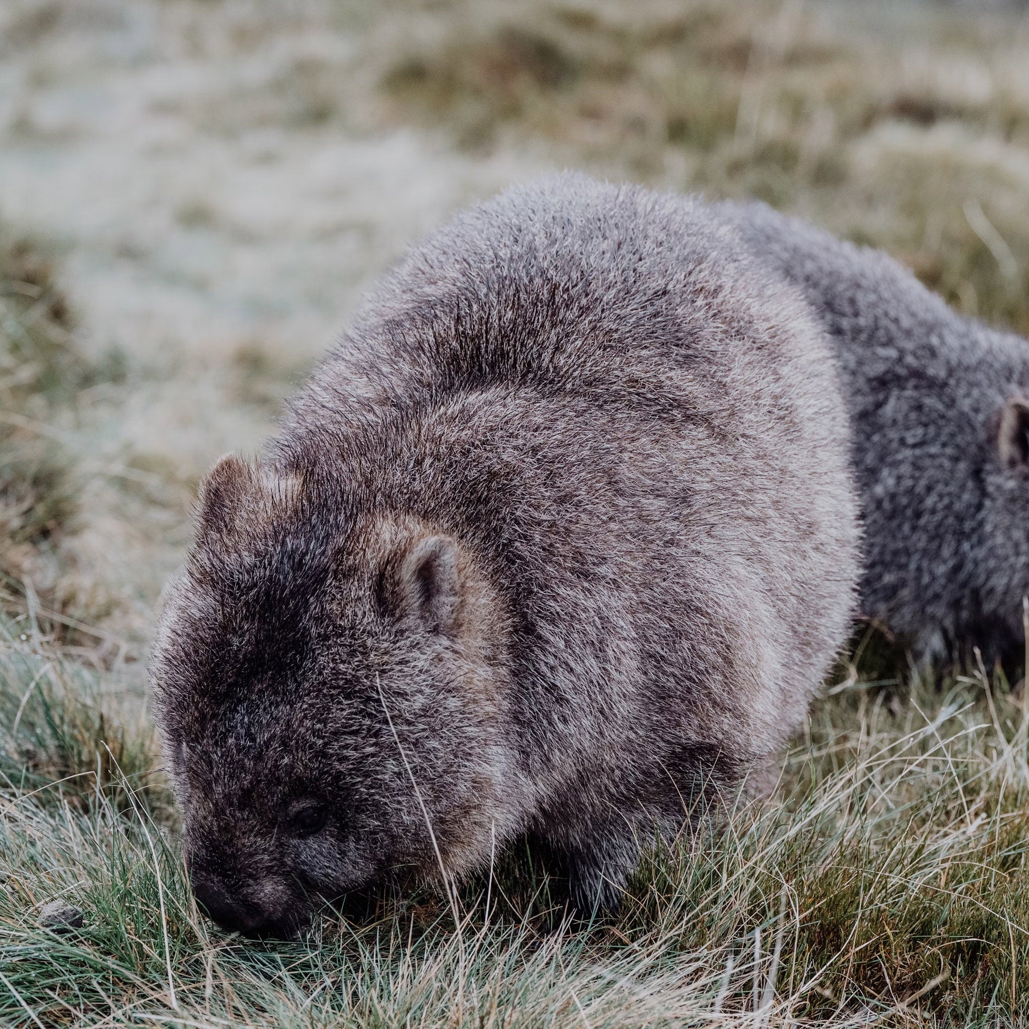 5-Day South Tour if Tasmania