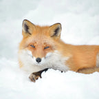 2-Day Ginzan Onsen & Zao Snow Monsters Tour VIP Small Group