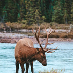 4-Day Banff + Jasper + Yoho National Parks