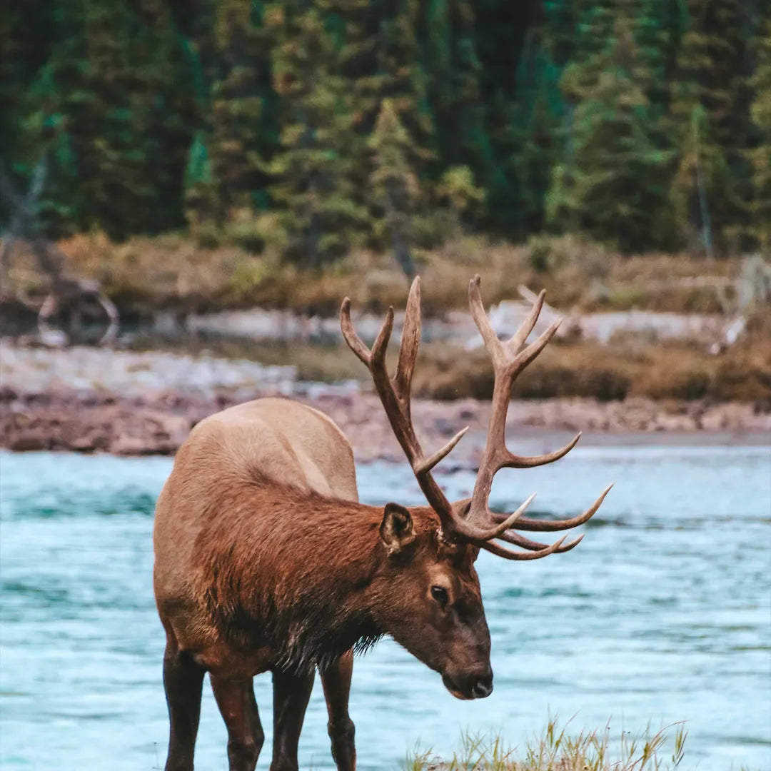 4-Day Banff + Jasper + Yoho National Parks