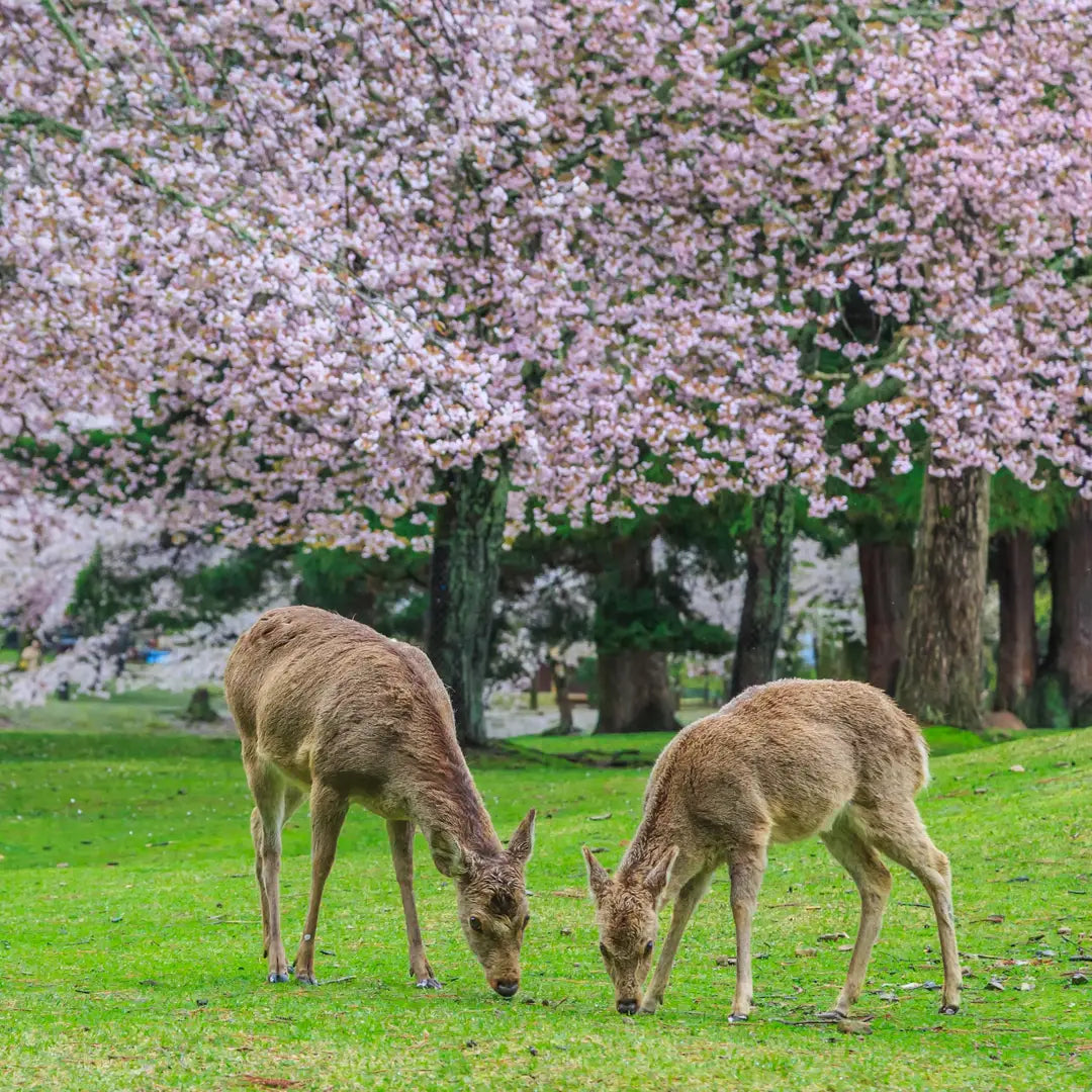 Japan in Bloom: Sakura Season Private Tours & Cultural Highlights