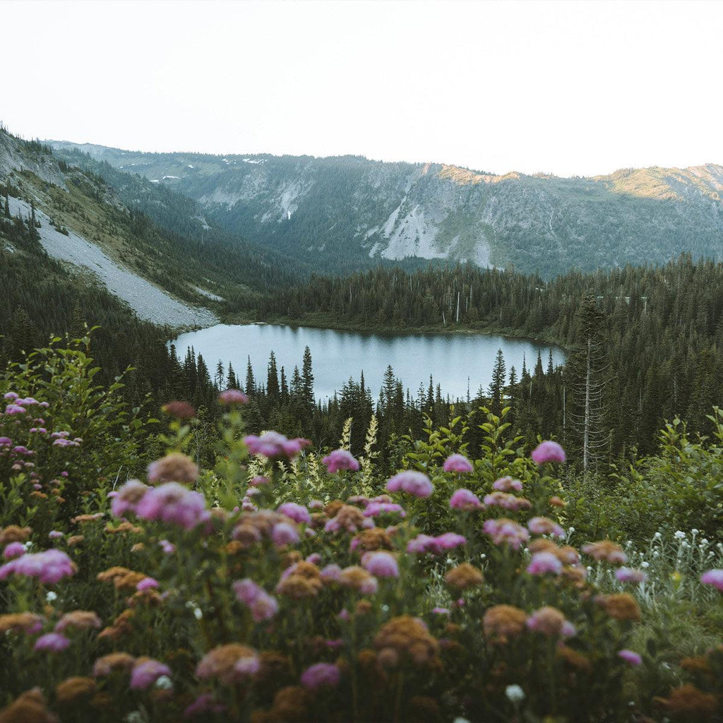 2-Day Mount Rainier & Olympic National Parks Tour – Washington’s Natural Wonders
