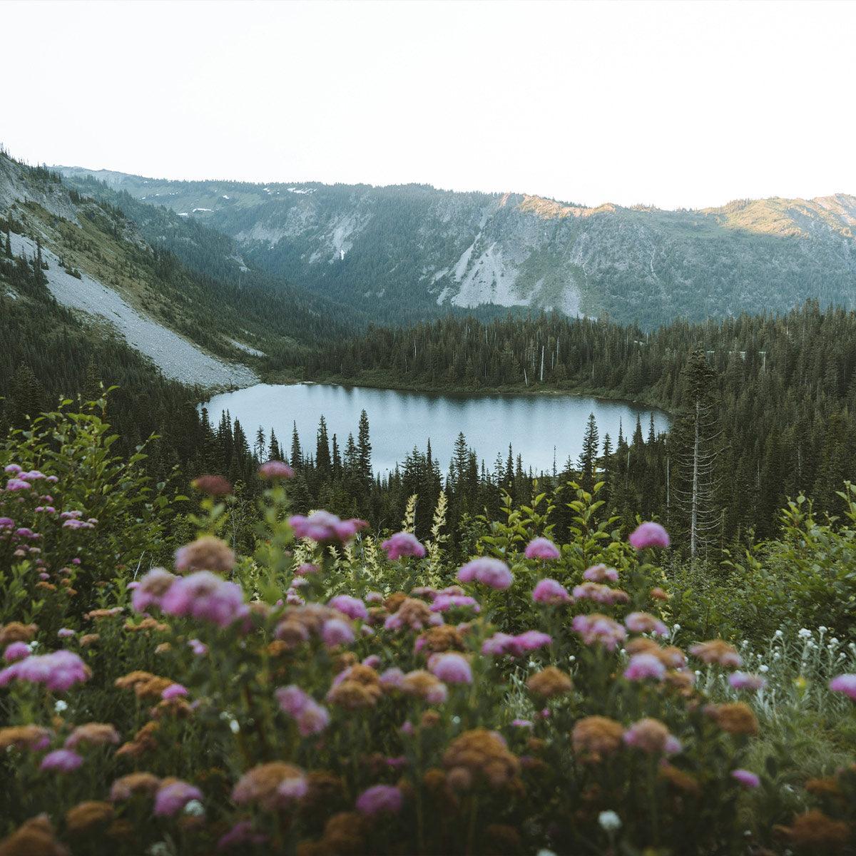 2-Day Mount Rainier & Olympic National Parks Tour – Washington’s Natural Wonders