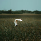 Miami City & Everglades National Park Day Tour