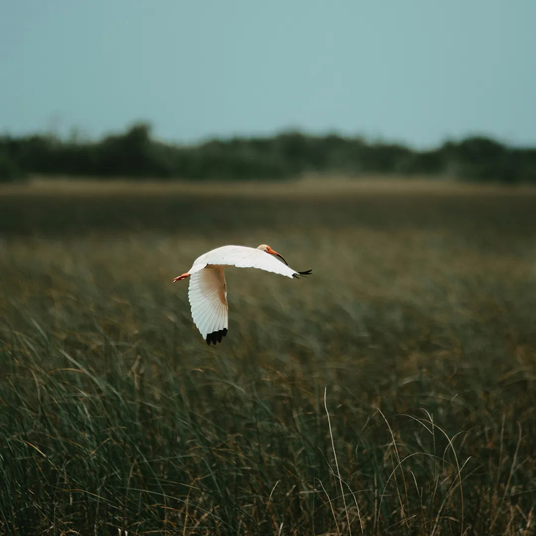 Miami City & Everglades National Park Day Tour