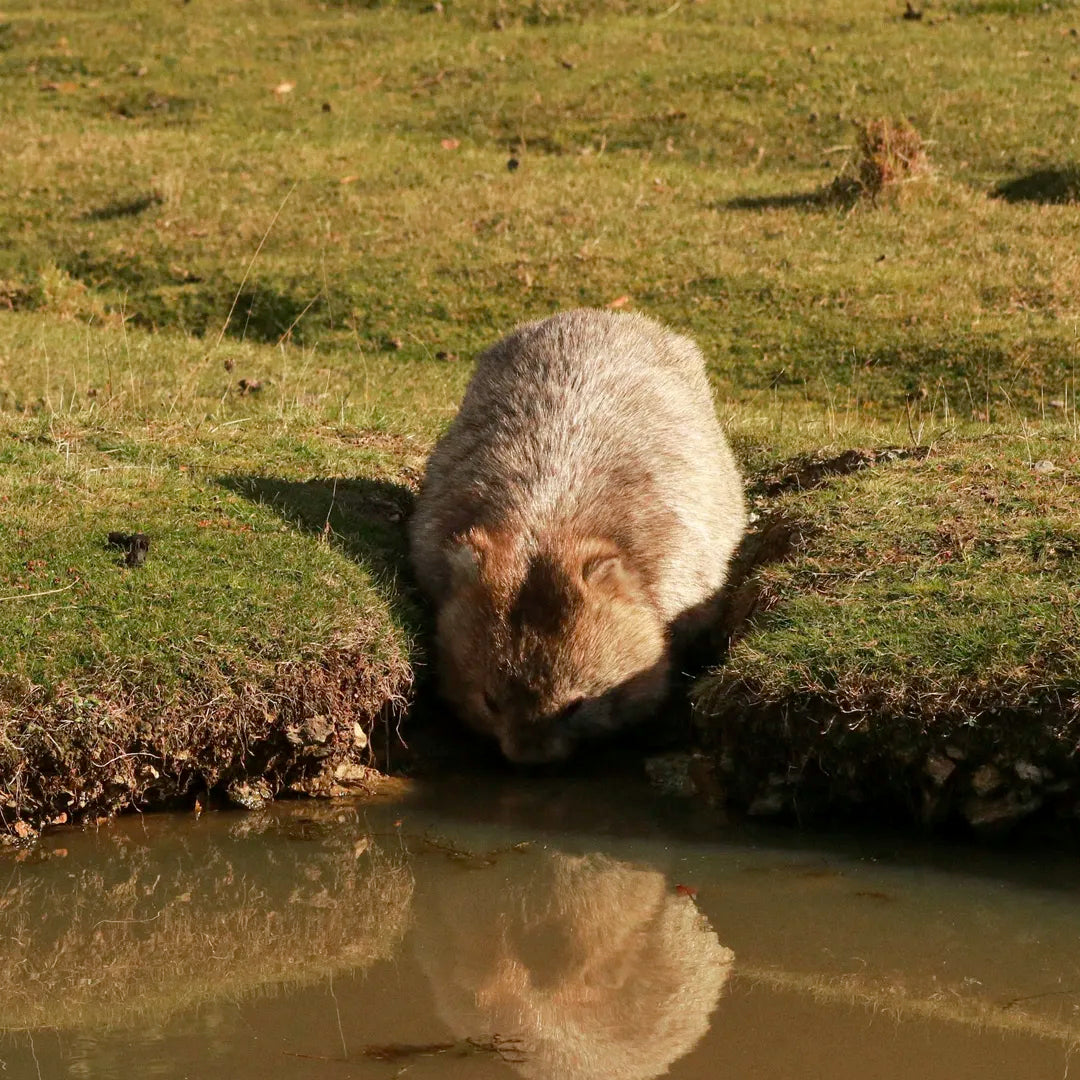 4-Day Essential Tour of Tasmania | Mount Wellington, Bruny Island, Port Arthur & More