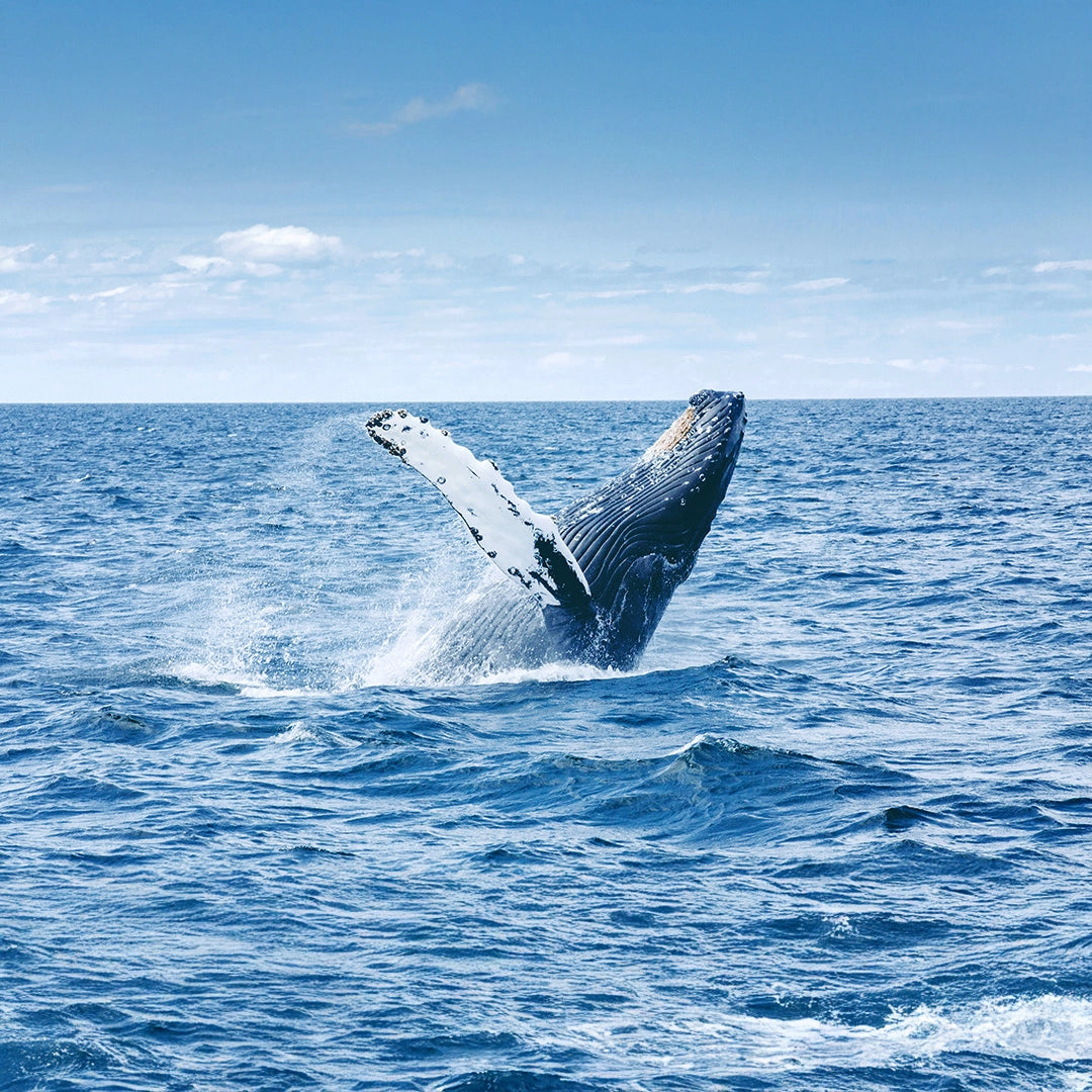 9-Day New Zealand South Island Light Luxury Tour Small Group