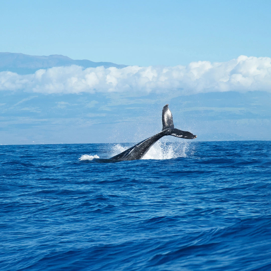 8-Day New Zealand South Island Whale Watching Small Group Tour