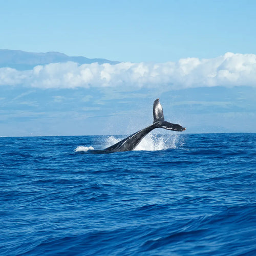 Customizable New Zealand North & South Islands 11-Day Panoramic Tour