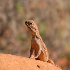Uluru 4 Day Tour