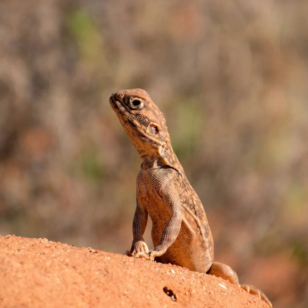 Uluru 4 Day Tour