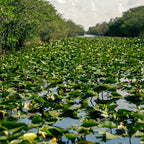 Miami City & Everglades National Park Day Tour