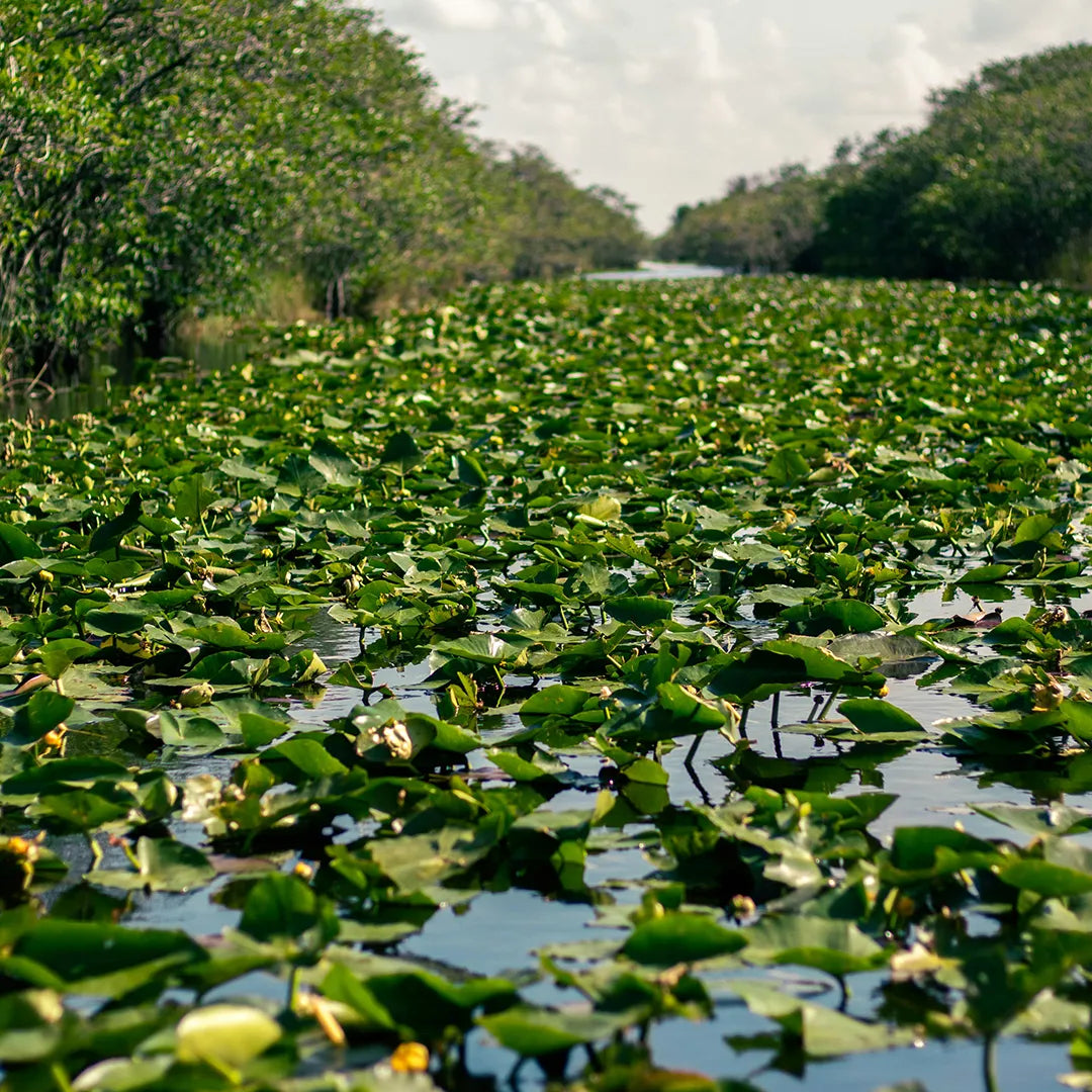 Miami City & Everglades National Park Day Tour