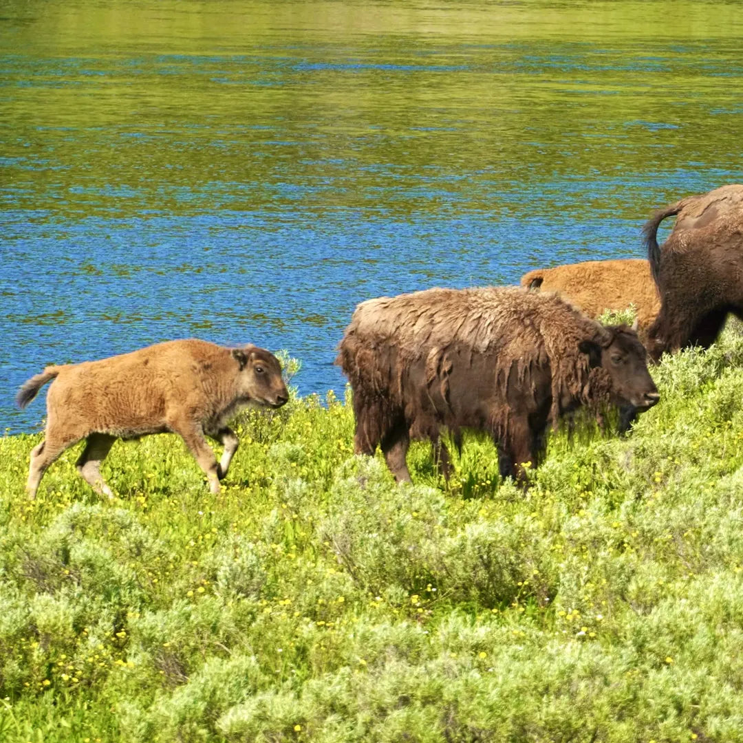 6-Day Western U.S. Adventure | Explore 5 Iconic National Parks