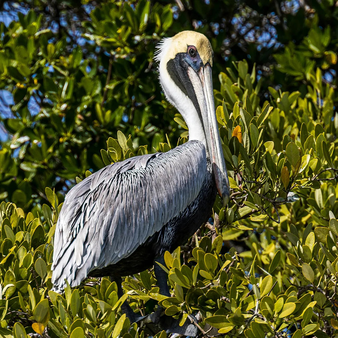 Miami City & Everglades National Park Day Tour