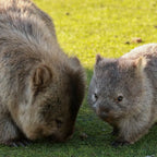 Exclusive Tasmania Private Tours | Flexible Routes & Free Custom Planning