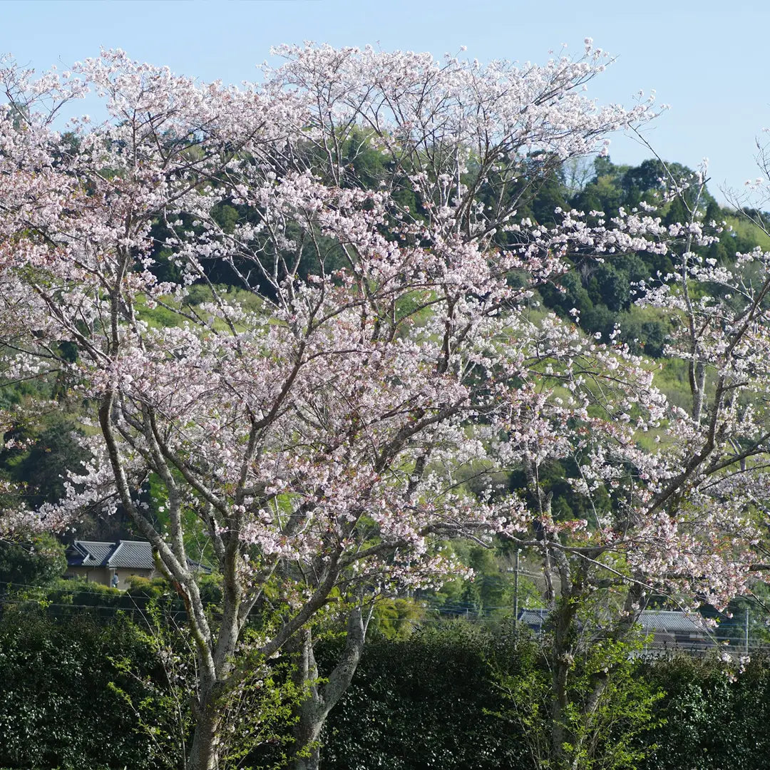 Japan in Bloom: Sakura Season Private Tours & Cultural Highlights
