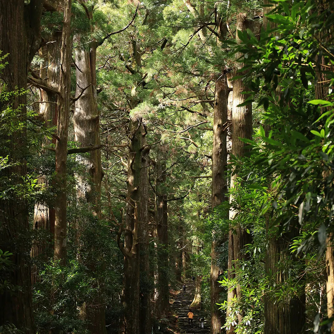 Redwoods Forest