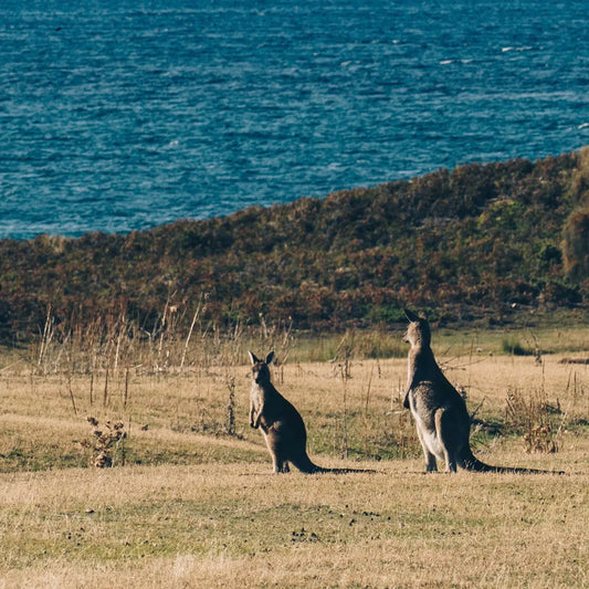 4-DAY ESSENTIAL TOUR OF TASMANIA