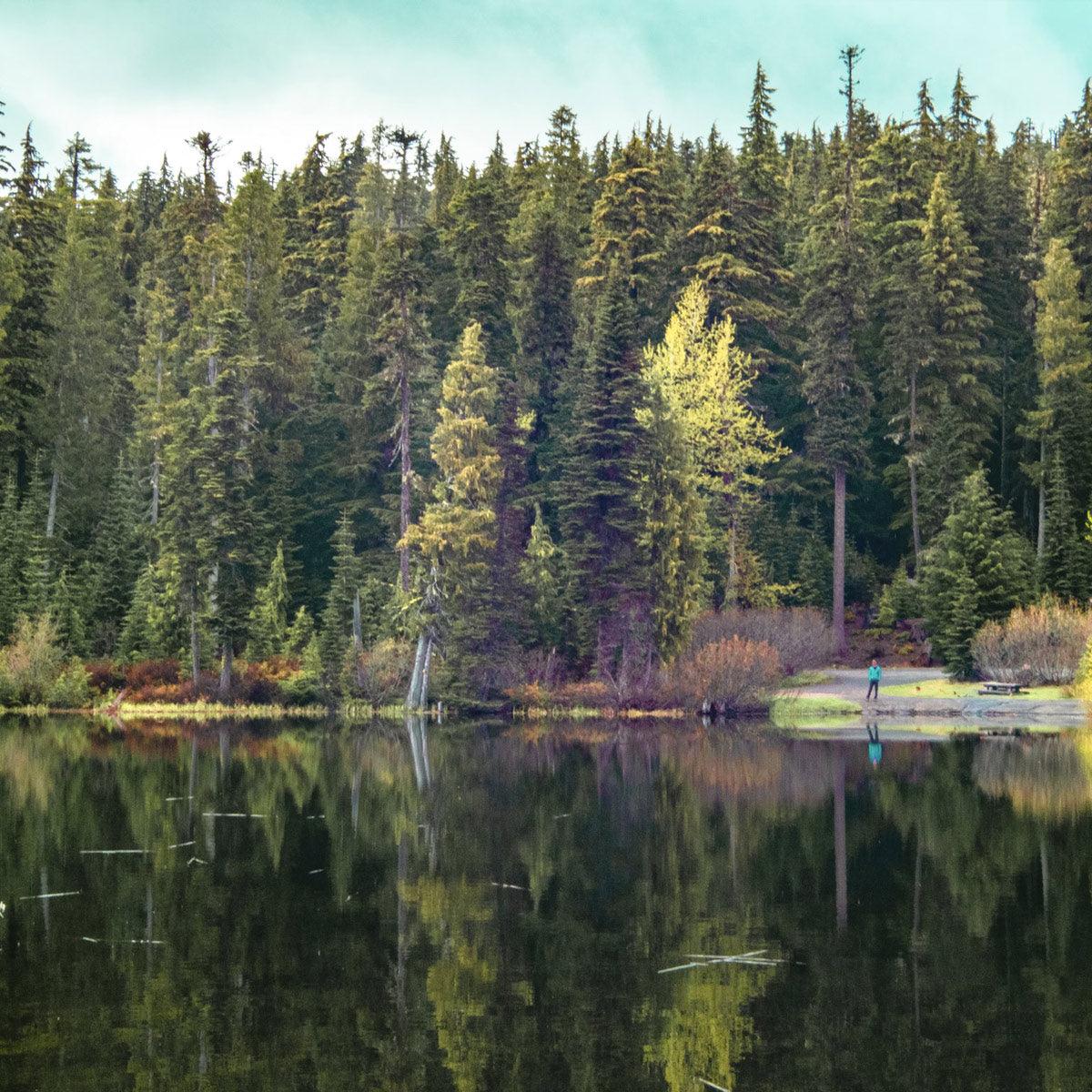 2-Day Mount Rainier & Olympic National Parks Tour – Washington’s Natural Wonders