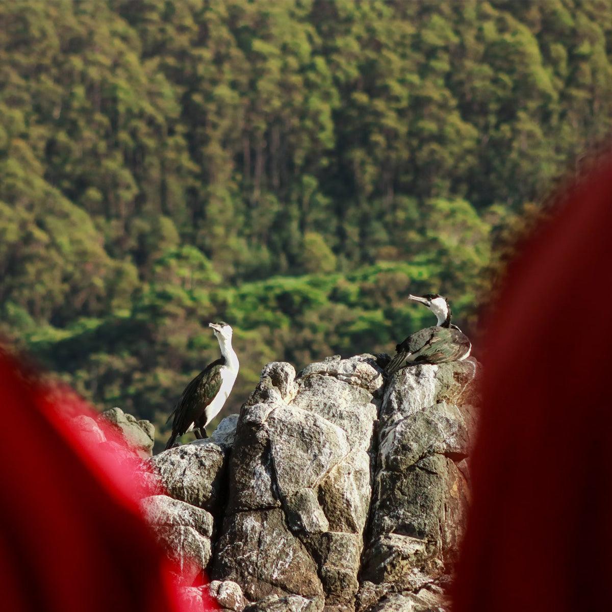 Bruny Island Full-Day Gourmet & Nature Tour with Luxury Coach & Expert Guide