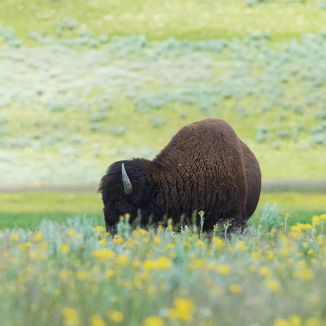 Yellowstone Private Chauffeur Charter Tour from Salt Lake City