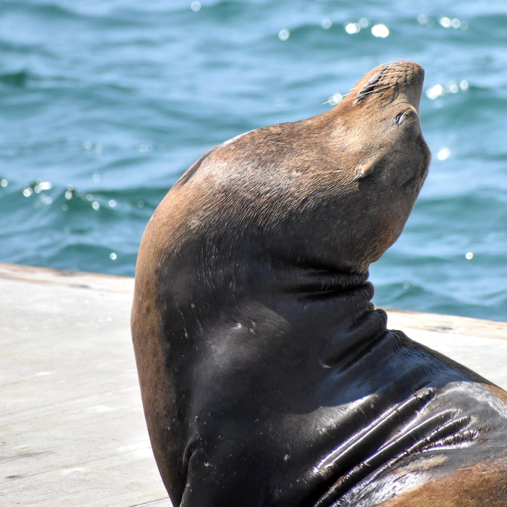 3-Day Pacific Coast Highway Small Group Tour | San Francisco to Los Angeles or Reverse
