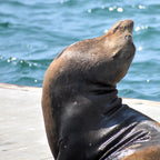 3-Day Pacific Coast Highway Small Group Tour | San Francisco to Los Angeles or Reverse