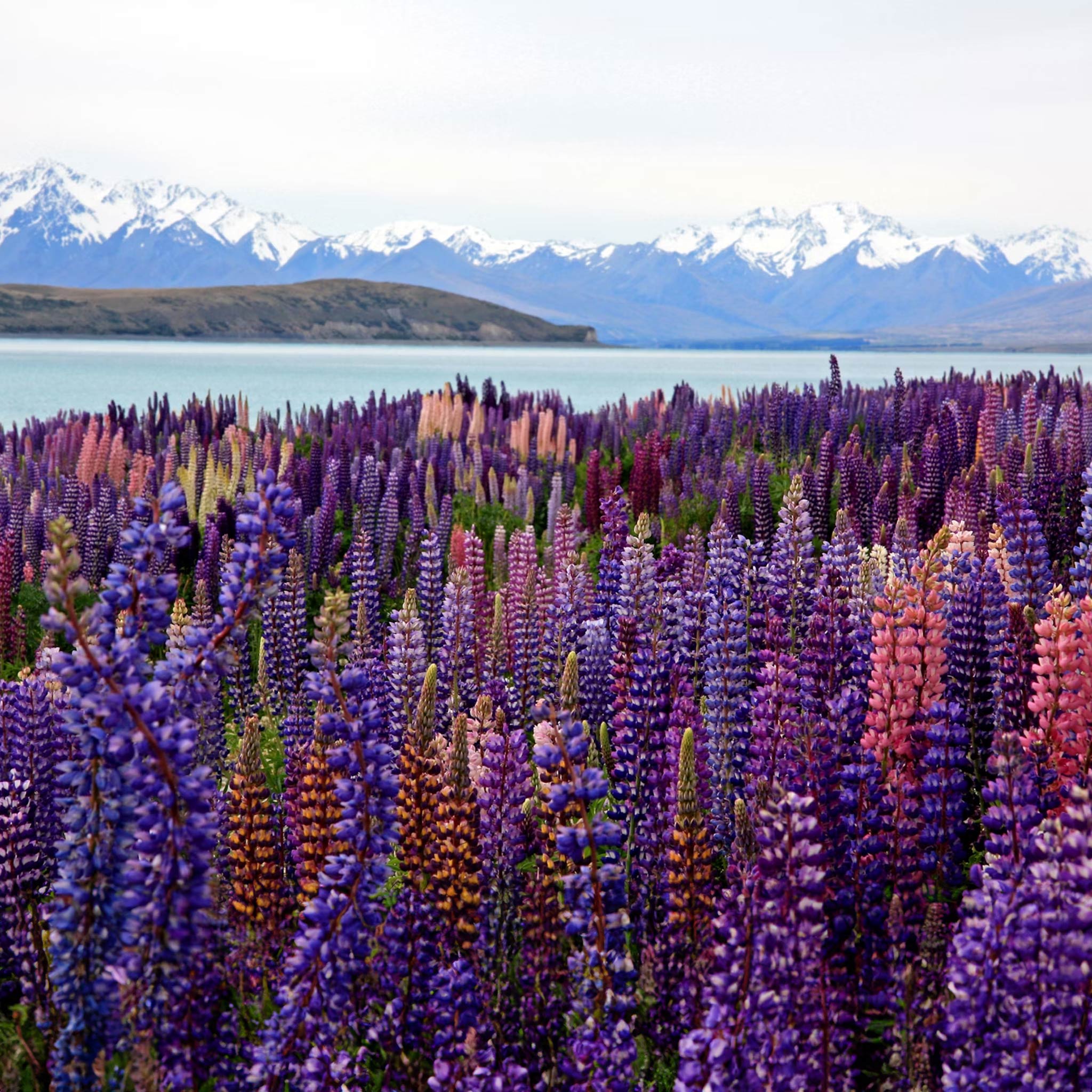 10-Day Ultimate New Zealand South & North Islands Tour