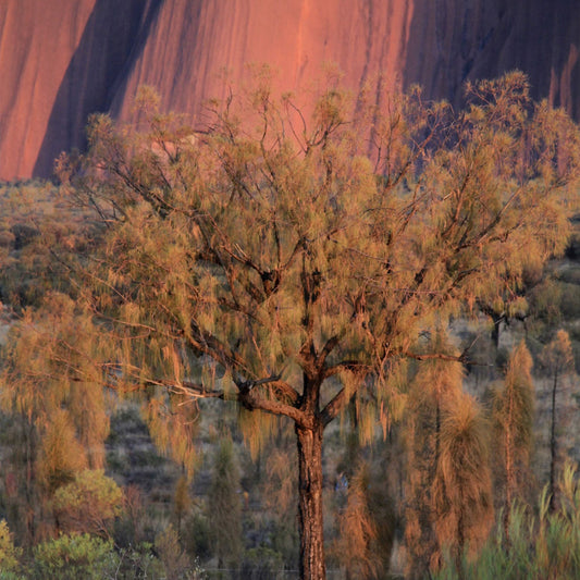 Uluru 3-Day Guided Tour with Ayers Rock Sunrise & Stargazing