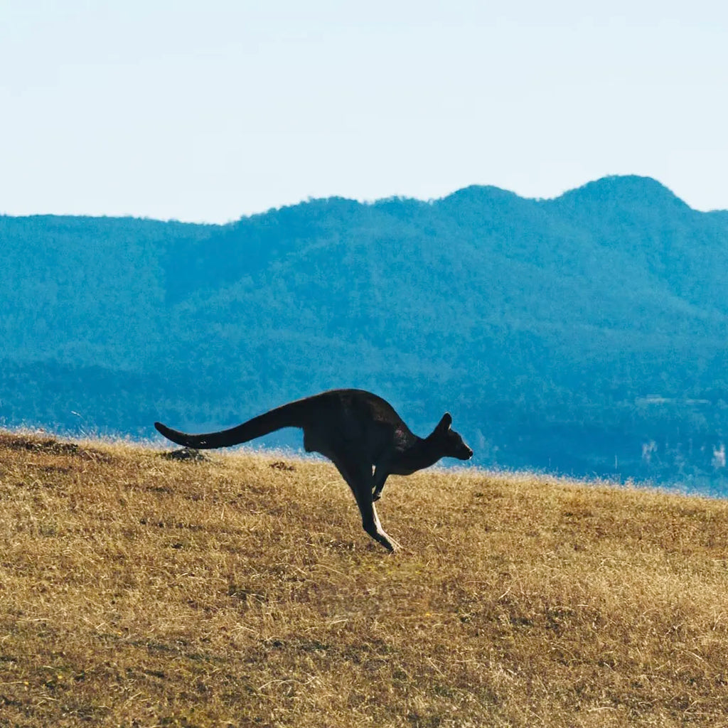 5-Day South Tour of Tasmania