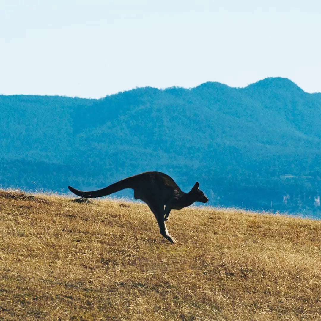 5-Day South Tour if Tasmania