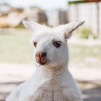 5-Day Panoramic Tour of Tasmania