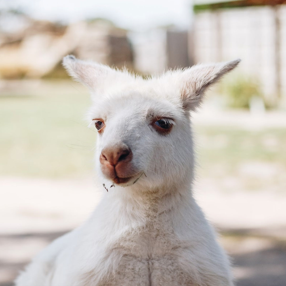 5-Day Panoramic Tour of Tasmania