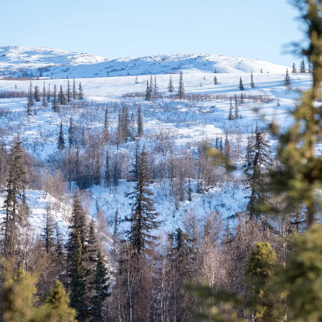 6-Day Alaska Northern Lights Classic Tour AEX