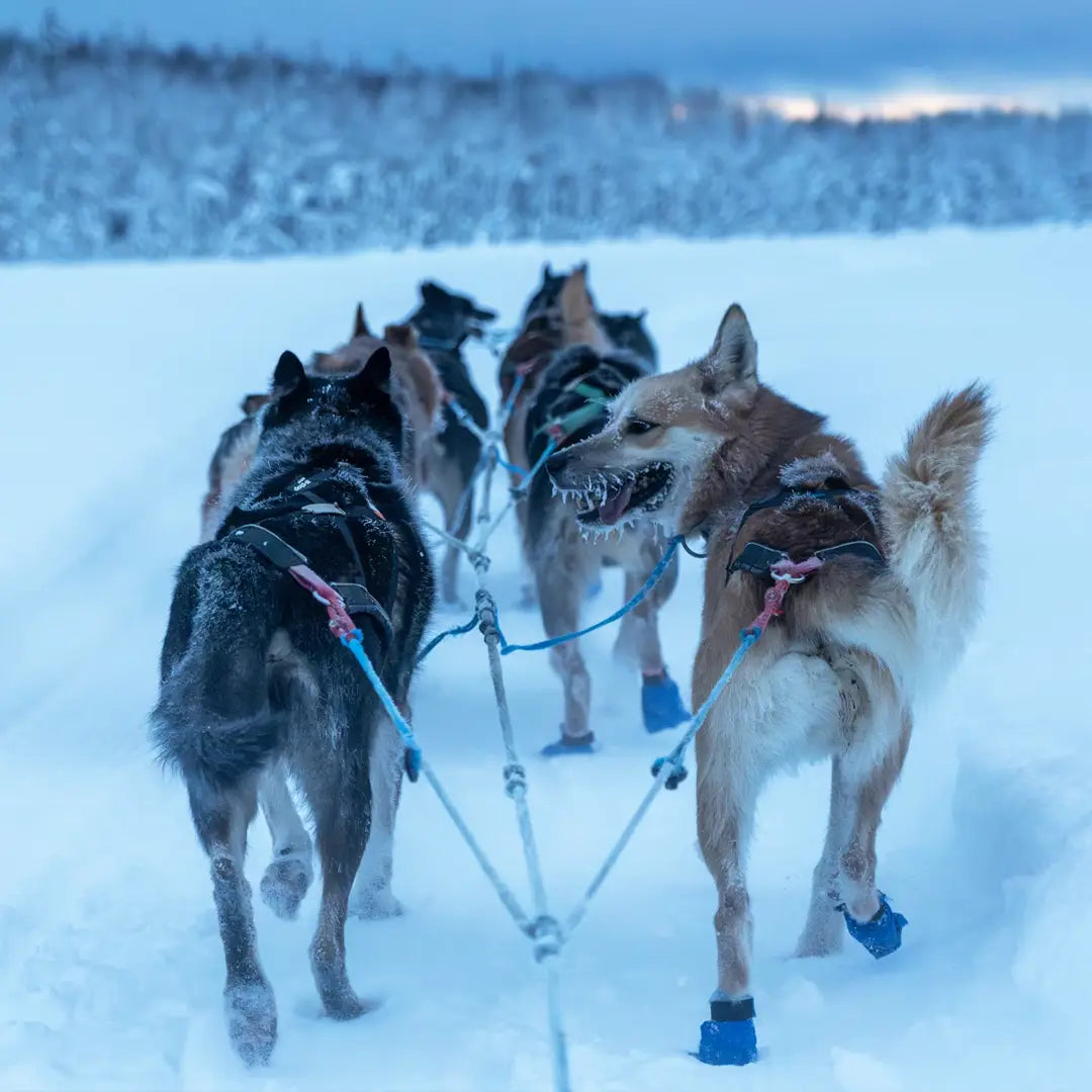 5-Day Alaska Northern Lights Classic Tour AEX