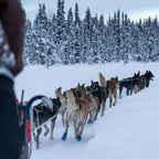 4-Day Alaska Northern Lights Classic Tour AEX
