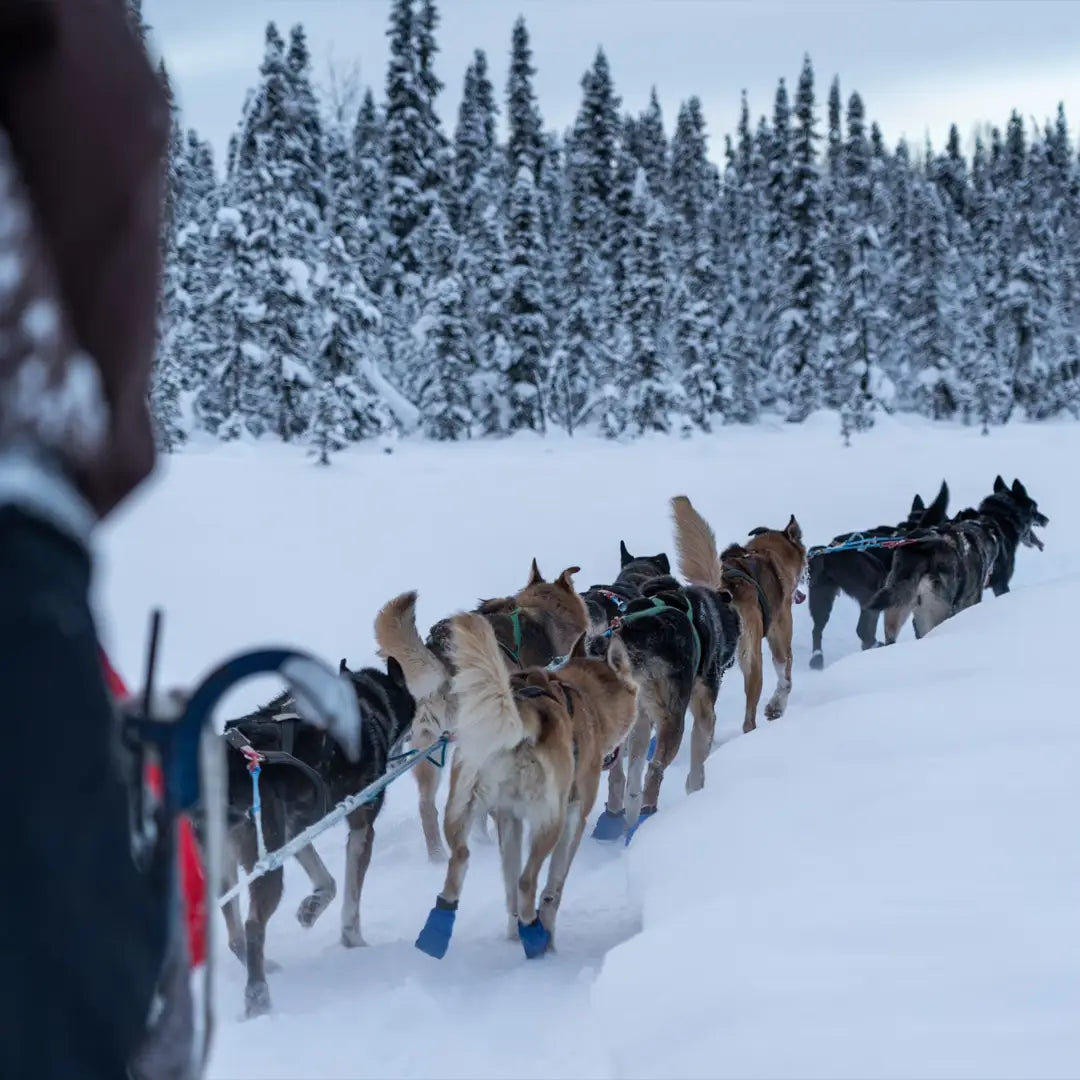 4-Day Alaska Northern Lights Classic Tour AEX