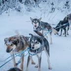 6-Day Alaska Northern Lights Classic Tour AEX