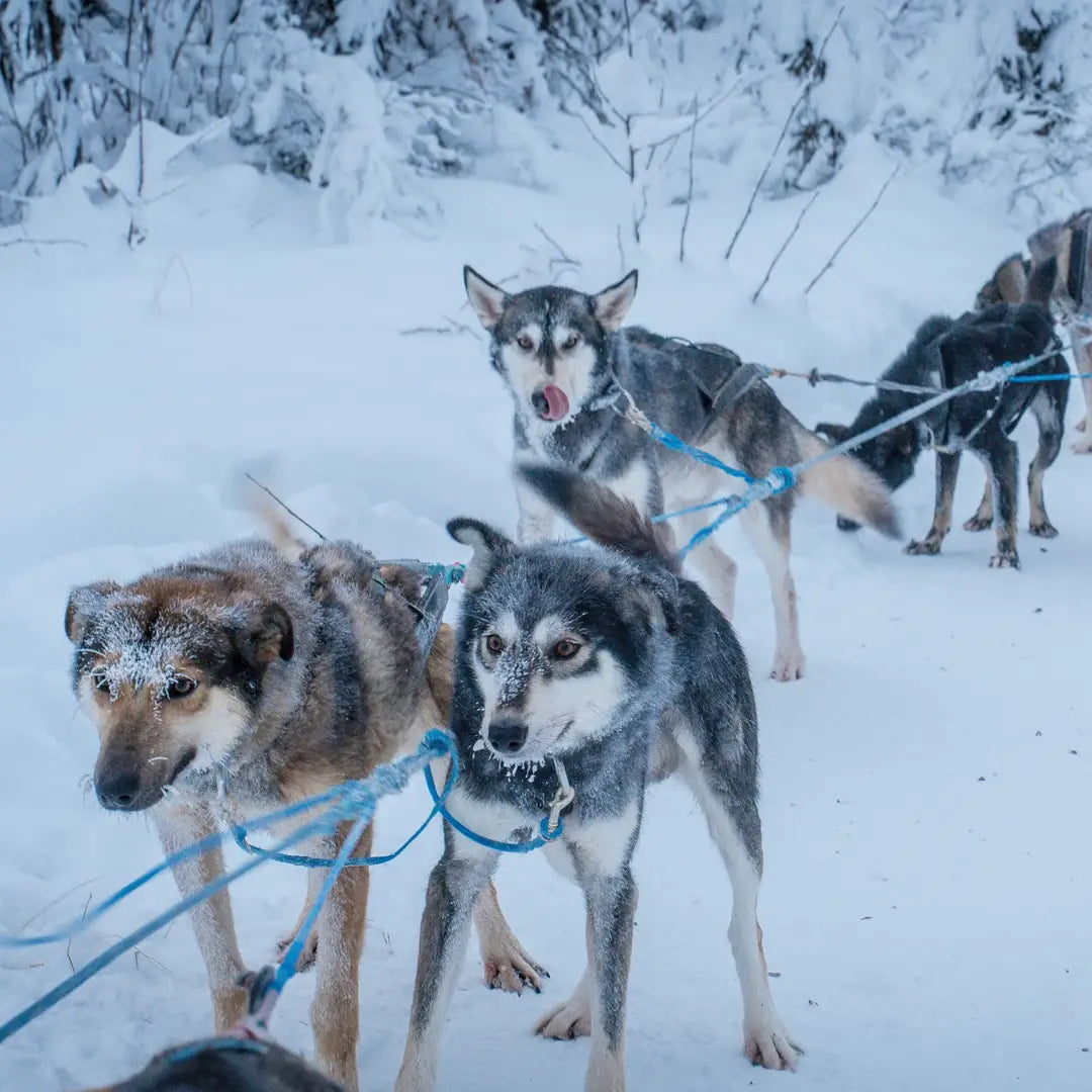 6-Day Alaska Northern Lights Classic Tour AEX