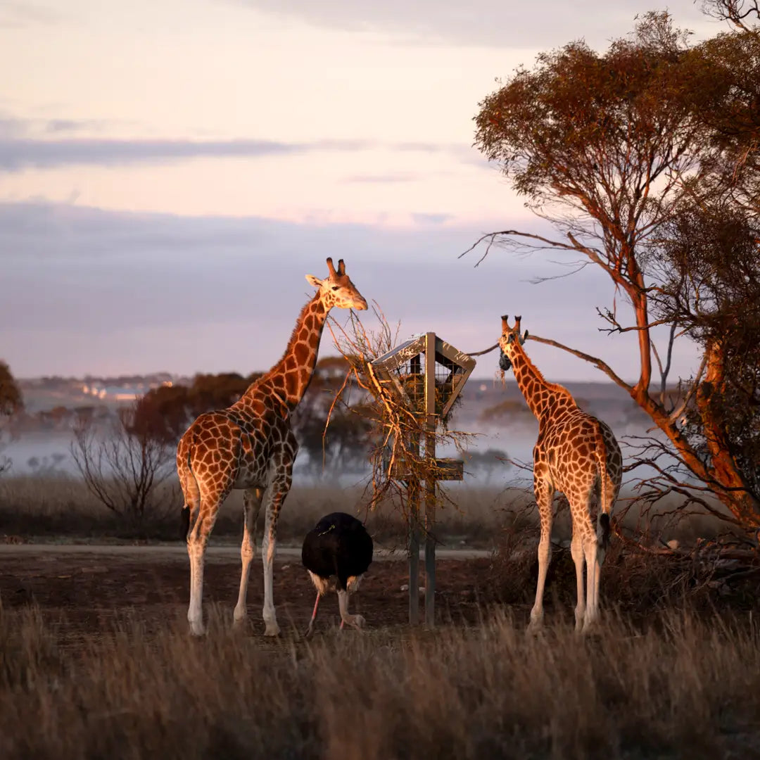 4-Day Wildlife Adventure in South Australia