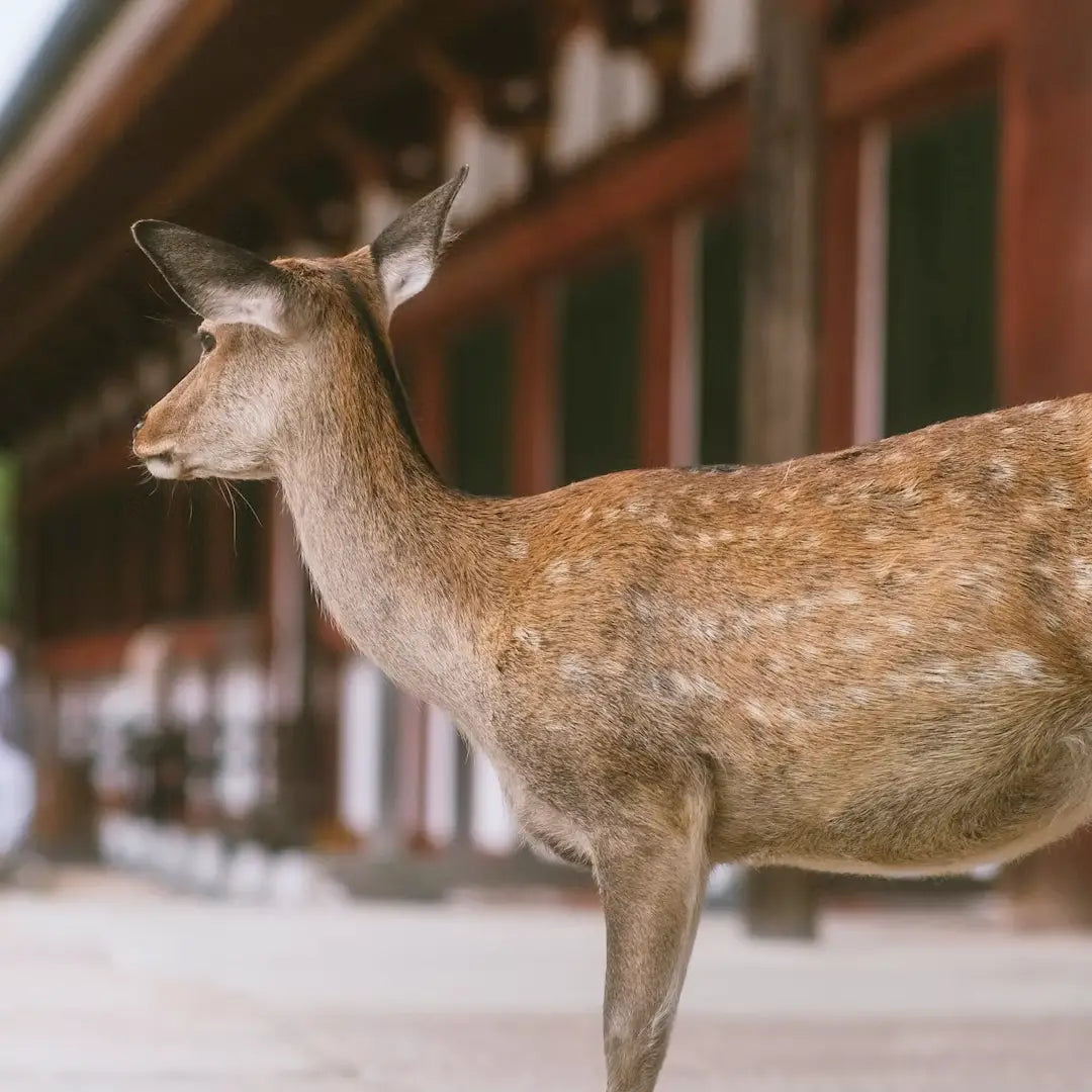 12 Days Japan Winter Escape: Shrines, Snow & Serenity