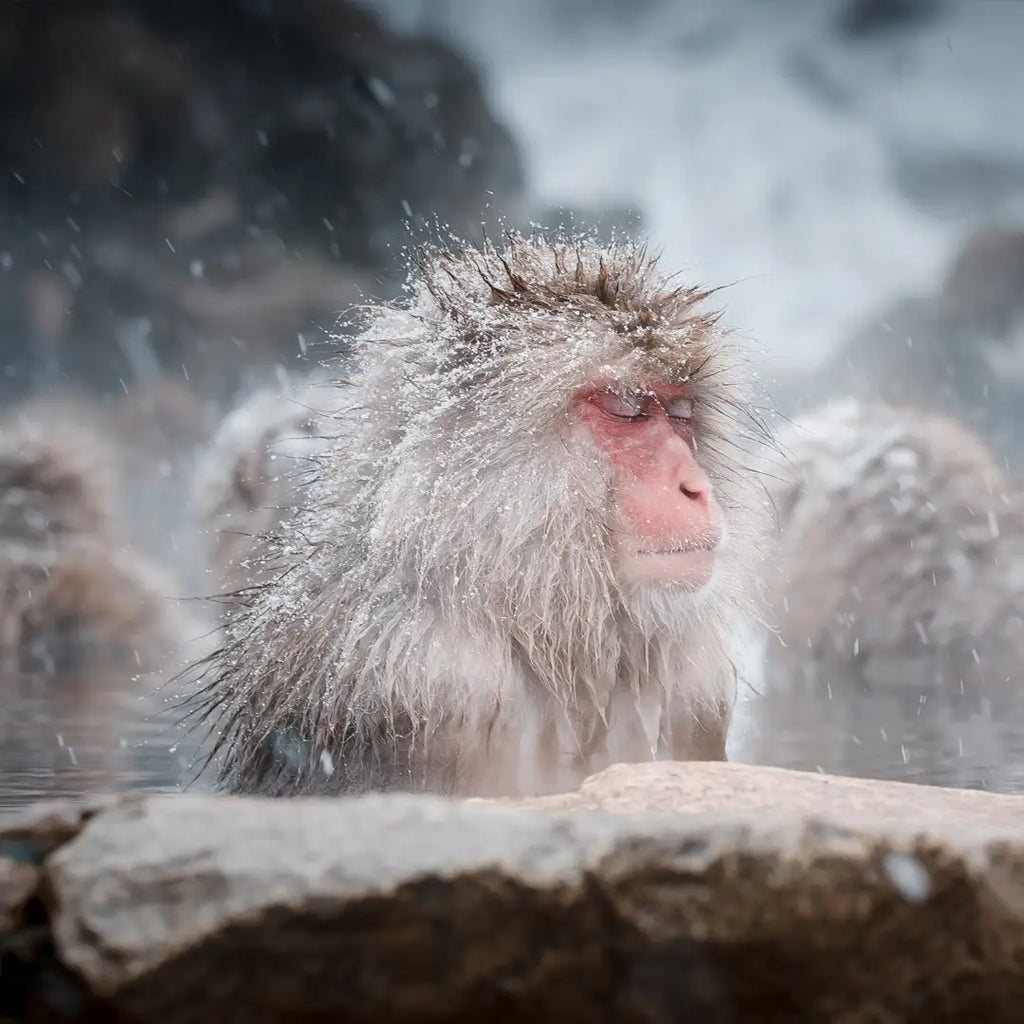 12 Days Japan Winter Escape: Shrines, Snow & Serenity